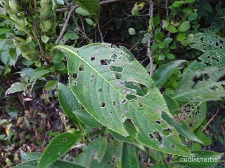 Strobilanthes callosus leaf6.jpg